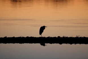 夕阳下独栖的鸟儿