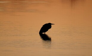 夕阳下水中孤鸟