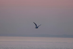 海空飞鸟 暮色中的自由身影