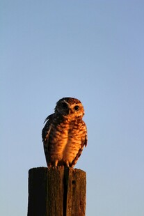 木桩上的猫头鹰