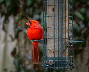红衣主教鸟立于喂食器旁