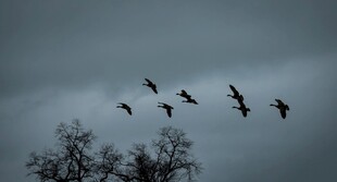 飞鸟于 沉天空中翱翔