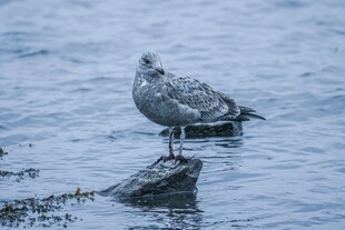 站在水中石块上的小海鸟