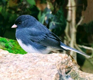 岩石上的黑眼灯芯草雀