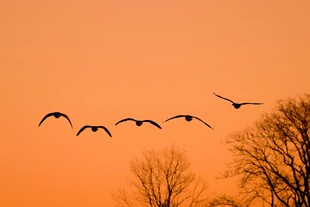 夕阳下飞鸟翱翔天际