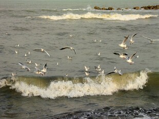 海浪间飞翔的成群海鸥