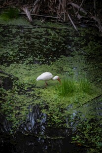 池塘中休憩的白色鸟儿