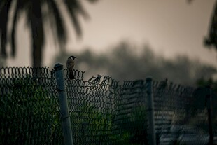 黄昏下的围栏与绿植景观