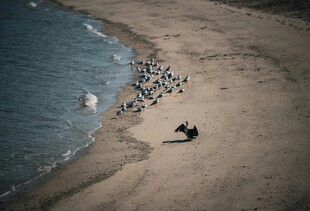 海滩上的孤独身影与鸟群