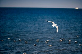 海面上飞翔的白色海鸥