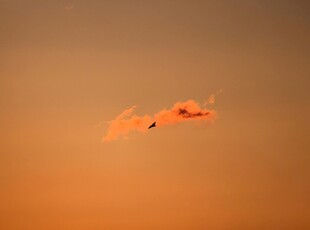 夕阳下飞翔的鸟儿