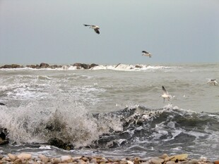 海浪边飞翔的海鸥