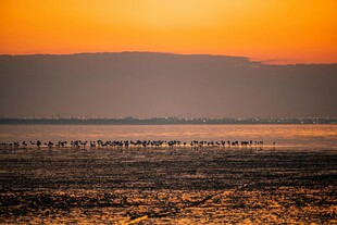夕阳下的湿地鸟类景观