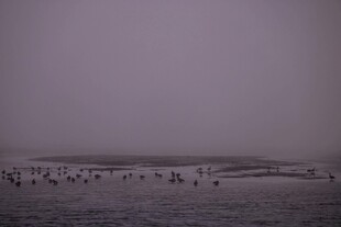 雾中鸟群栖息于湿地