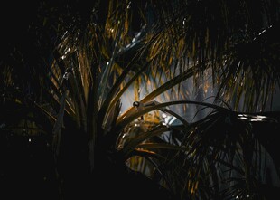 夜幕下植物与光影景象
