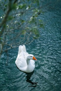 水中白鹅悠然 弋