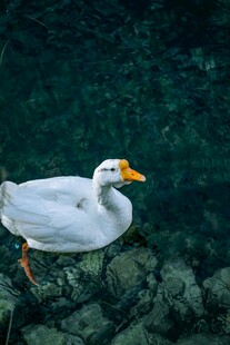 水中白鹅