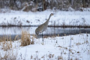 雪地上的灰鹭