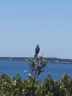 枝头飞鸟 碧海蓝天景致