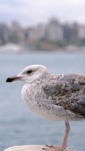 海边岩石上的站立海鸥