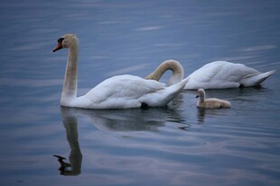 天鹅一家在湖面悠然 弋