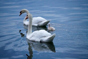 湖面上优雅的双天鹅