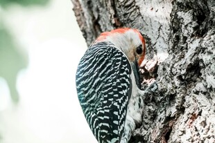 啄木鸟树干啄食瞬间
