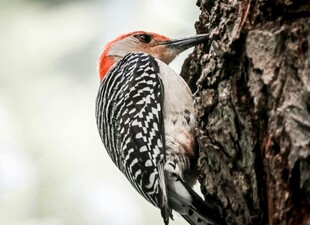 啄木鸟树干觅食瞬间