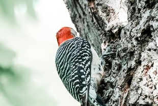 红顶啄木鸟攀于树干