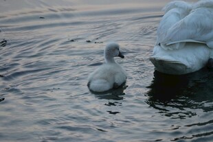 小天鹅与大天鹅同 水中