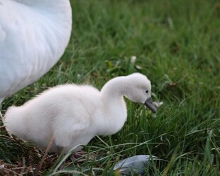 草地上的小白鹅