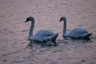 水面上的两只优雅天鹅