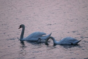 水面上的优雅天鹅