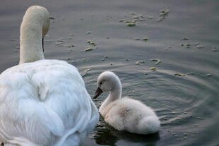 天鹅母子水中温馨画面