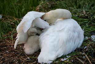 熟睡的天鹅与幼崽