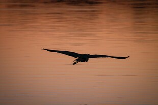 夕阳下飞鸟掠水