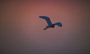 夕阳下飞翔的海鸥
