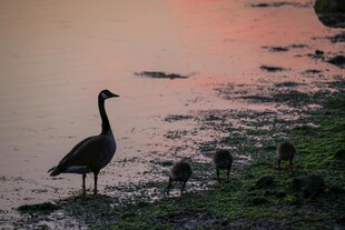 夕阳下的水边孤雁