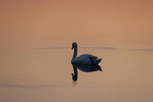 夕阳下独 的优雅天鹅