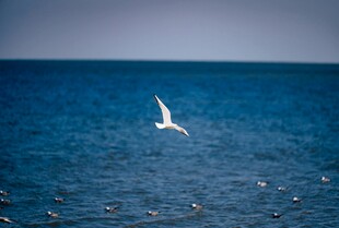 海面上飞翔的白色海鸥