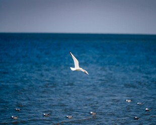 海面上飞翔的白色海鸥