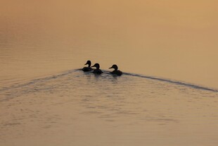 夕阳下三人泛舟水面
