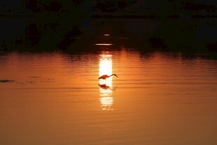 湖畔夕阳下的静谧景象