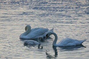 水面上的天鹅一家