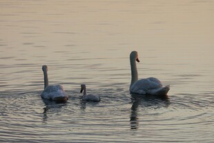 夕阳下天鹅一家水中 