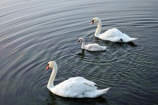 天鹅一家水中悠 