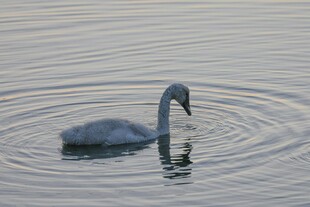 水中天鹅优雅觅食