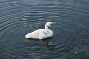 水中悠 的优雅白天鹅