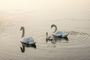 水面上的天鹅一家