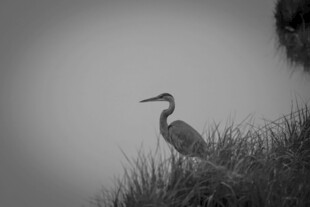 孤鹭立于草丛间